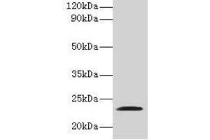 Western blot All lanes: JAM2 antibody at 2 μg/mL + Recombinant Junctional adhesion molecule B protein Secondary Goat polyclonal to rabbit IgG at 1/10000 dilution Predicted band size: 34, 30, 35 kDa Observed band size: 23 kDa (JAM2 抗体  (AA 29-238))