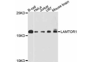 Western blot analysis of extracts of various cell lines, using LAMTOR1 antibody (ABIN5998112) at 1:3000 dilution. (LAMTOR1 抗体)