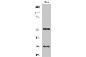 Western Blotting (WB) image for anti-Clusterin (CLU) (C-Term) antibody (ABIN3174453) (Clusterin 抗体  (C-Term))