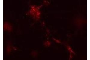 Mouse leukaemic monocyte macrophage cells treated with vinblastine for 1 hr. (ATG12 抗体  (N-Term))