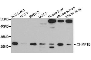 Western blot analysis of extracts of various cell lines, using CHMP1B antibody. (CHMP1B 抗体  (AA 1-199))