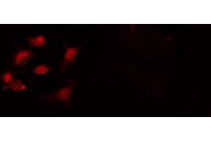 Immunofluorescence (fixed cells) (IF/ICC) image for anti-Cleavage Stimulation Factor, 3' Pre-RNA, Subunit 2, 64kDa (CSTF2) (N-Term) antibody (ABIN6258037)