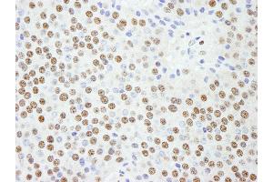 Immunohistochemistry (IHC) image for anti-Karyopherin (Importin) alpha 4 (KPNA4) (AA 471-521) antibody (ABIN7448983) (KPNA4 抗体  (AA 471-521))