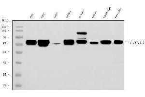 Western blot analysis of FIP1L1 using anti-FIP1L1 antibody (ABIN7600761). (FIP1L1 抗体  (AA 23-558))