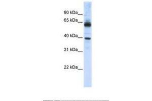 Image no. 1 for anti-Karyopherin alpha 1 (Importin alpha 5) (KPNA1) (AA 74-123) antibody (ABIN6738977) (KPNA1 抗体  (AA 74-123))