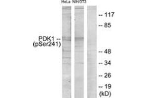 Western blot analysis of extracts from HeLa cells and NIH/3T3 cells, using PDK1 (Phospho-Ser241) Antibody. (PDPK1 抗体  (AA 210-259))