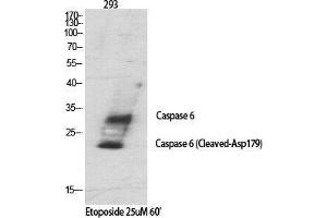 Western Blot (WB) analysis of specific cells using Cleaved-Caspase-6 p18 (D179) Polyclonal Antibody. (Caspase 6 p18 (Asp179), (cleaved) 抗体)