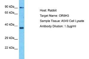 Host: Rabbit Target Name: OR8H3 Sample Type: A549 Whole Cell lysates Antibody Dilution: 1. (OR8H3 抗体  (C-Term))