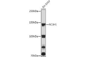 Western blot analysis of extracts of SH-SY5Y cells, using RC3H1 Rabbit pAb (ABIN7270049) at 1:3000 dilution. (RC3H1 抗体  (AA 834-1133))