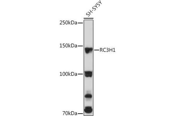 RC3H1 抗体  (AA 834-1133)