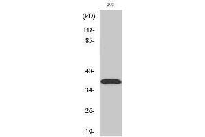 Western Blotting (WB) image for anti-Distal-Less Homeobox 3 (DLX3) (Internal Region) antibody (ABIN3184315) (DLX3 抗体  (Internal Region))