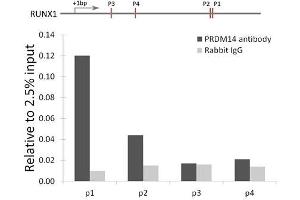 Chromatin immunoprecipitation analysis of RUNX1 gene from 293 cell line, using PRDM14 antibody (ABIN6128496, ABIN6146133, ABIN6146136 and ABIN6221189) and rabbit IgG. (PRDM14 抗体  (AA 1-571))