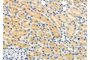 ABIN6259999 and ABIN6272243 at 1/100 staining Rat kidney tissue by IHC-P. (APOOL 抗体  (C-Term))