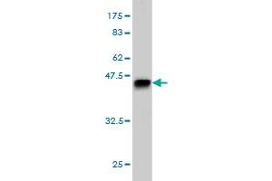 Western Blot detection against Immunogen (40. (TESK2 抗体  (AA 405-542))