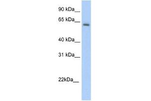 WB Suggested Anti-Anxa6 Antibody Titration:  5. (ANXA6 抗体  (C-Term))