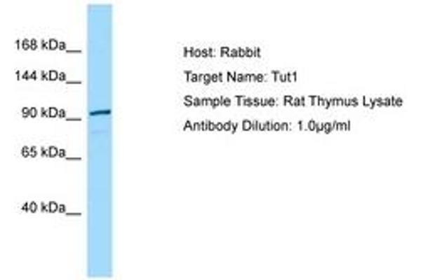 TUT1 Antikörper  (N-Term)