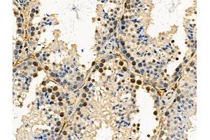 Phospho-SRPK2 (Ser494/Ser497) Antibody at 1/100 staining Mouse testis tissue by IHC-P. (SRPK2 抗体  (pSer494, pSer497))