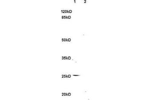 SDS-PAGE (SDS) image for anti-Tumor Necrosis Factor (Ligand) Superfamily, Member 14 (TNFSF14) (AA 141-240) antibody (ABIN740625)