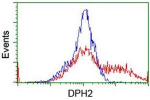 Image no. 8 for anti-Diphthamide Biosynthesis Protein 2 (DPH2) antibody (ABIN1497891)