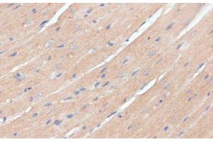 Immunohistochemistry of paraffin-embedded Mouse heart using NHLRC1 Polyclonal Antibody at dilution of 1:100 (40x lens). (NHLRC1 抗体)