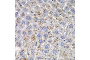 Immunohistochemistry of paraffin-embedded mouse liver using SND1 antibody. (SND1 抗体  (AA 26-285))