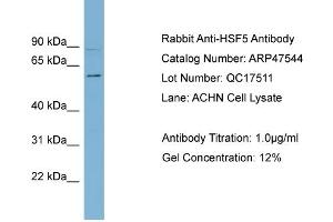WB Suggested Anti-HSF5  Antibody Titration: 0. (HSF5 抗体  (Middle Region))