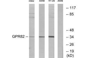 Western blot analysis of extracts from K562 cells, A549 cells and HT-29 cells, using GPR82 antibody. (GPR82 抗体  (Internal Region))