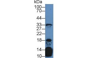 Western blot analysis of Mouse Thymus lysate, using Human IL21 Antibody (2 µg/ml) and HRP-conjugated Goat Anti-Rabbit antibody ( (IL-21 抗体  (AA 23-155))