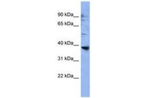 Image no. 1 for anti-Olfactory Receptor 2L3 (OR2L3) (AA 228-277) antibody (ABIN6746659)