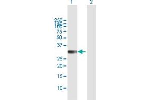 Western Blot analysis of HS2ST1 expression in transfected 293T cell line by HS2ST1 MaxPab polyclonal antibody. (HS2ST1 抗体  (AA 1-229))