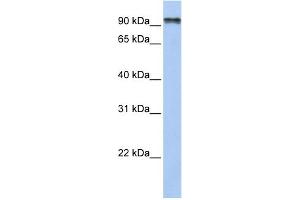 WB Suggested Anti-PCDHGC4 Antibody Titration:  0. (PCDHGC4 抗体  (N-Term))