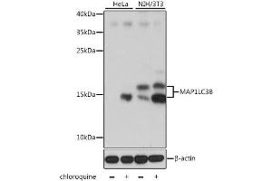 Western blot analysis of extracts of various cell lines, using MAP1LC3B antibody (ABIN6291773) at 1:1000 dilution. (LC3B 抗体)