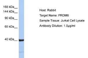 Host: Rabbit Target Name: PRDM6 Sample Type: Jurkat Whole Cell lysates Antibody Dilution: 1. (PRDM6 抗体  (C-Term))