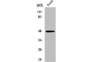 Western Blot analysis of 293 cells using RAGE Polyclonal Antibody (MOK 抗体  (Internal Region))