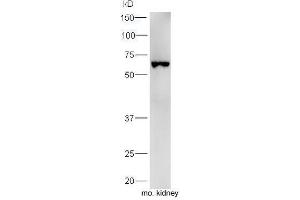 Mouse kidney lysates probed with Rabbit Anti-Uromodulin Polyclonal Antibody, Unconjugated  at 1:5000 for 90 min at 37˚C. (Uromodulin 抗体  (AA 351-450))