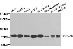 Western blot analysis of extracts of various cell lines, using ZNF408 antibody. (ZNF408 抗体)