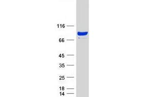 SHCBP1 Protein (Myc-DYKDDDDK Tag)