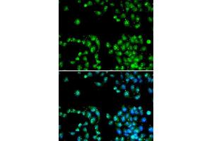 Immunofluorescence (IF) image for anti-Polymerase (RNA) II (DNA Directed) Polypeptide L, 7.6kDa (POLR2L) (AA 1-67) antibody (ABIN6219564) (POLR2L 抗体  (AA 1-67))