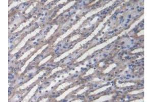 Figure. (DNAJC2 抗体  (AA 368-621))