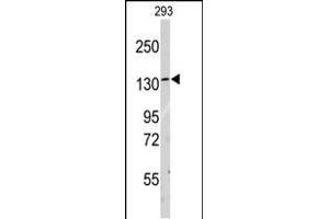 Western blot analysis of anti-LARS Antibody (C-term) (ABIN391611 and ABIN2841532) in 293 cell line lysates (35 μg/lane). (LARS 抗体  (C-Term))