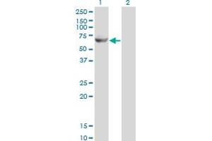 Western Blot analysis of GK2 expression in transfected 293T cell line by GK2 monoclonal antibody (M04), clone 3G4. (GK2 抗体  (AA 1-553))
