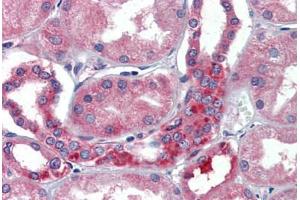 Human Kidney (formalin-fixed, paraffin-embedded) stained with  antibody ABIN462271 followed by biotinylated secondary antibody, alkaline phosphatase-streptavidin and chromogen. (RNH1 抗体  (AA 7-461))