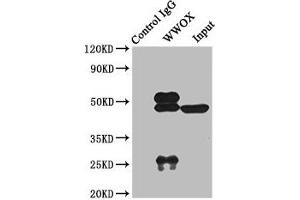 Western Blotting (WB) image for anti-WW Domain Containing Oxidoreductase (WWOX) (AA 1-180) antibody (ABIN7175871)