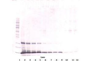 Image no. 1 for anti-Leptin (LEP) antibody (ABIN465530) (Leptin 抗体)
