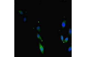 Immunofluorescent analysis of Hela cells using ABIN7171733 at dilution of 1:100 and Alexa Fluor 488-congugated AffiniPure Goat Anti-Rabbit IgG(H+L) (TRF2 抗体  (AA 78-238))