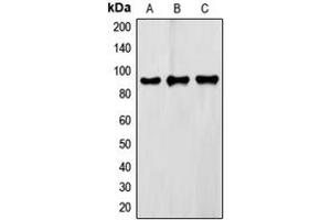Western blot analysis of FXR2 expression in Raw264. (FXR2 抗体  (C-Term))
