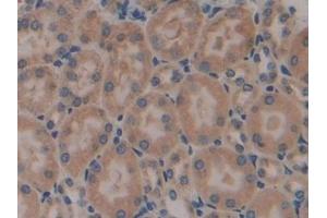 Immunohistochemistry (IHC) image for anti-Calnexin (CANX) (AA 263-482) antibody (ABIN7440107)