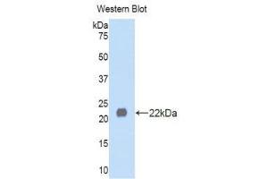Western Blotting (WB) image for anti-Left-Right Determination Factor 1 (LEFTY1) (AA 167-332) antibody (ABIN1859642)