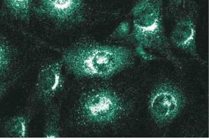Immunofluorescence staining of NIH-3T3 cells. (VTI1A 抗体  (AA 114-217))