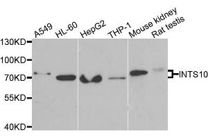 Western blot analysis of extracts of various cell lines, using INTS10 antibody. (INTS10 抗体)